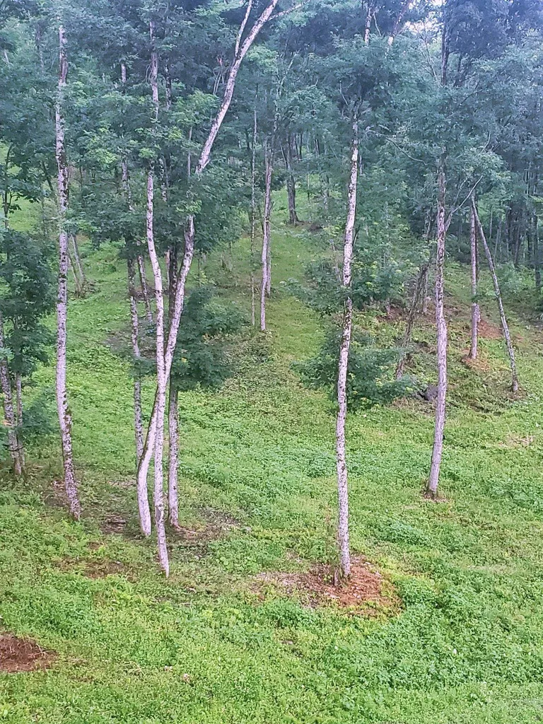 1231 Lafont Road Albany VT 05820