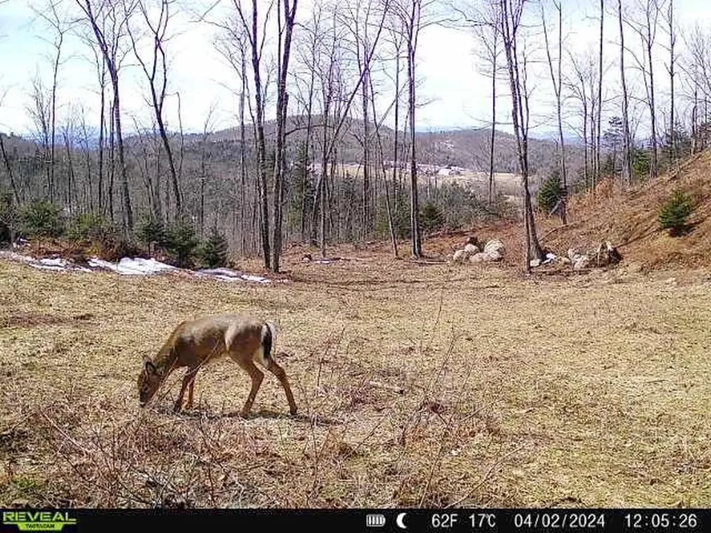 1231 Lafont Road Albany VT 05820