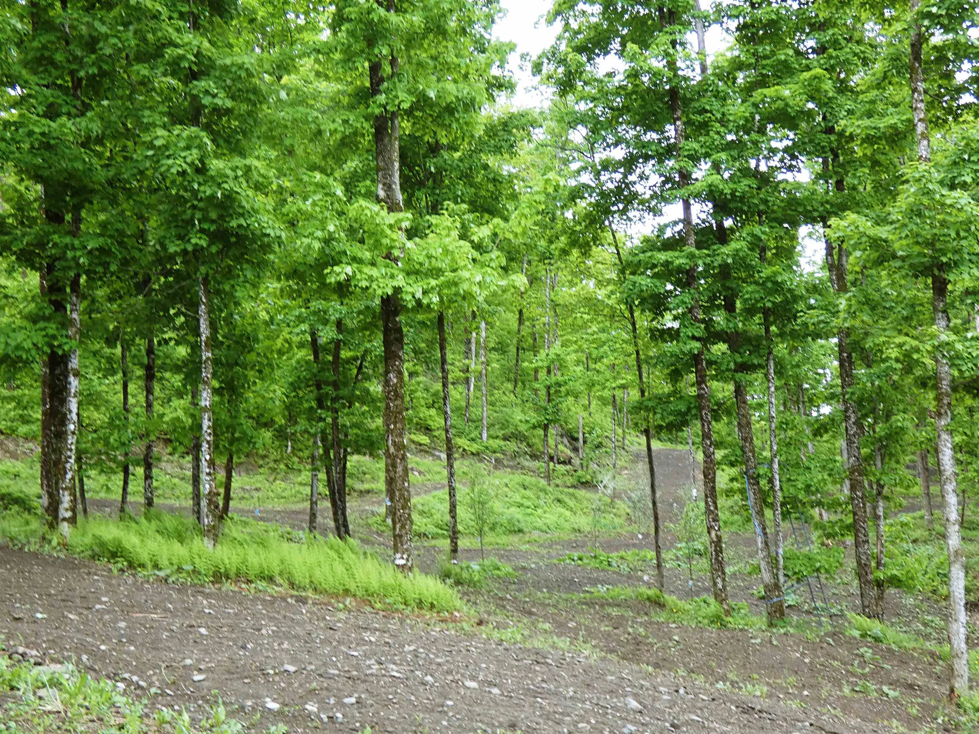 1231 Lafont Road Albany VT 05820