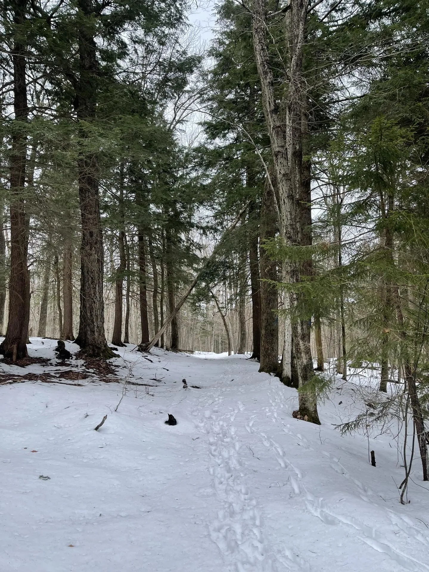 0 Lackey Hill Road Wardsboro VT 05355