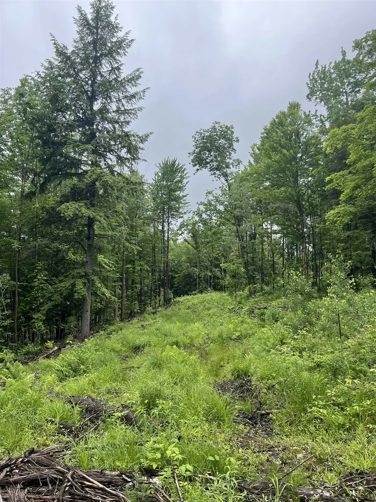 173 Horsenail Road Windham VT 05359