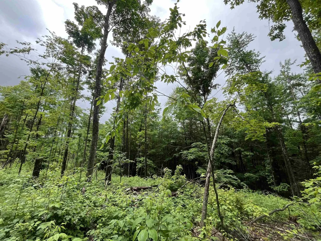 173 Horsenail Road Windham VT 05359