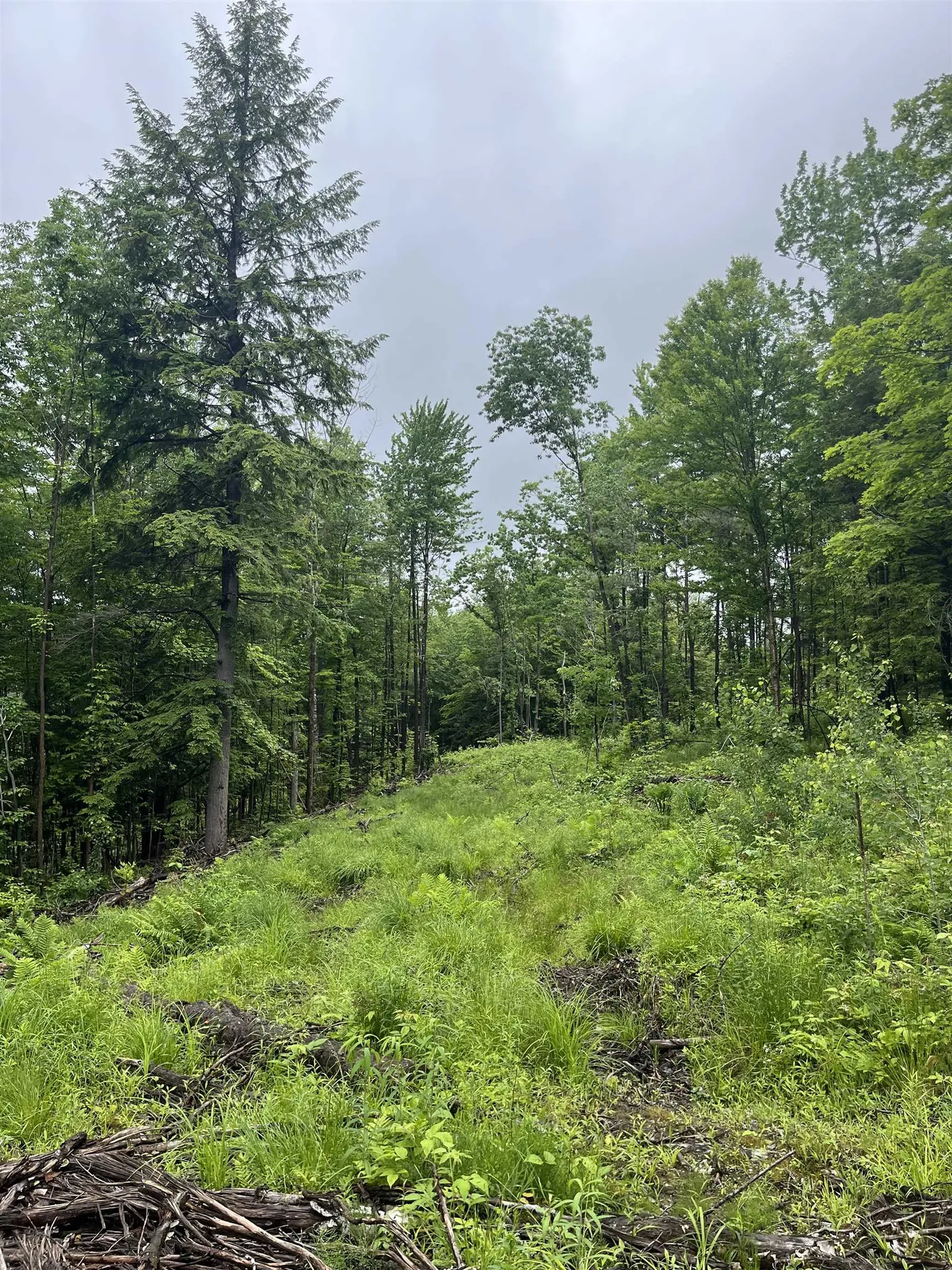 173 Horsenail Road Windham VT 05359