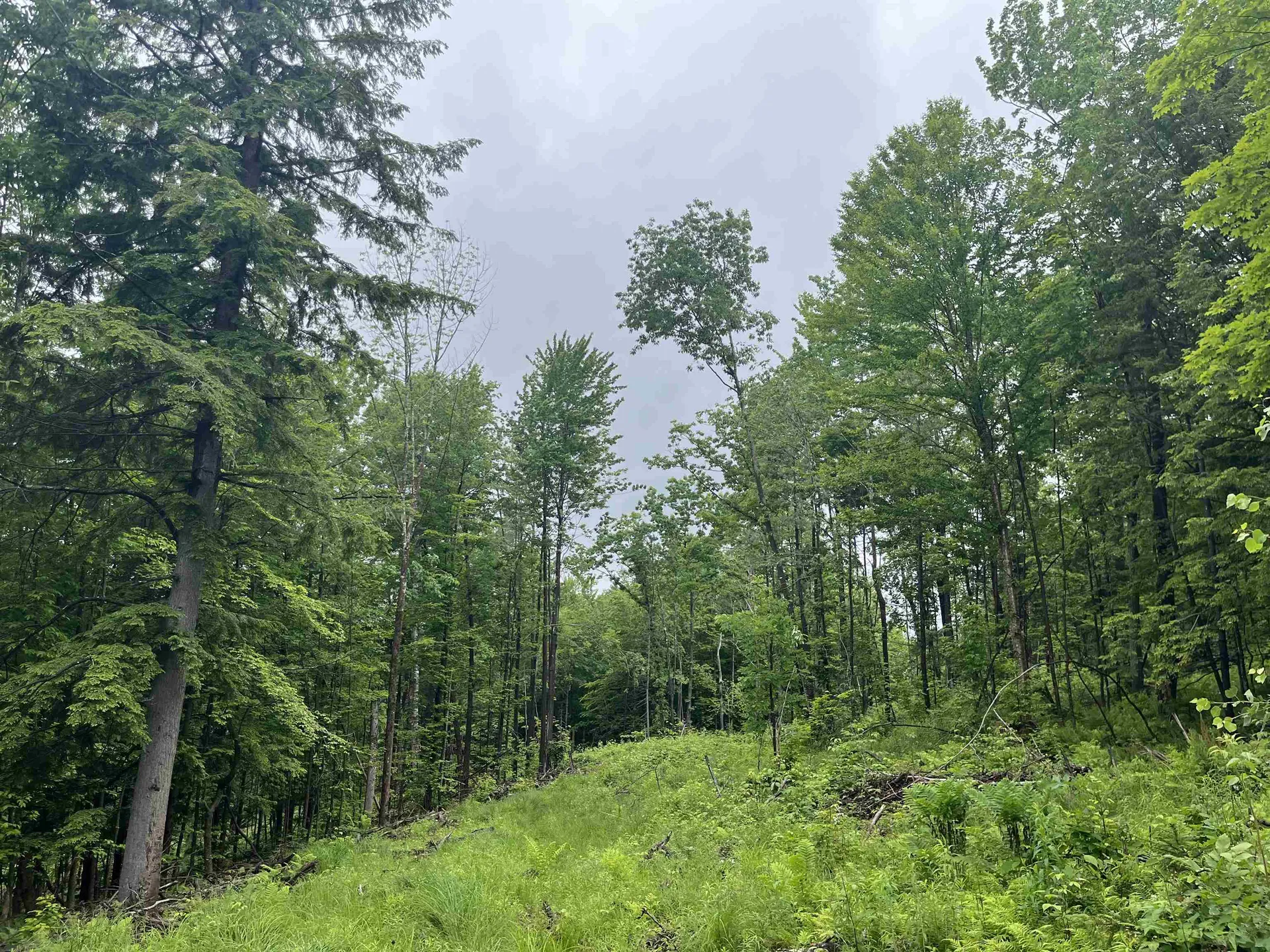 173 Horsenail Road Windham VT 05359