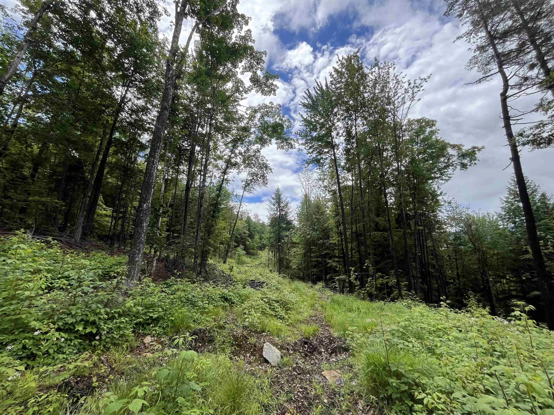 173 Horsenail Road Windham VT 05359