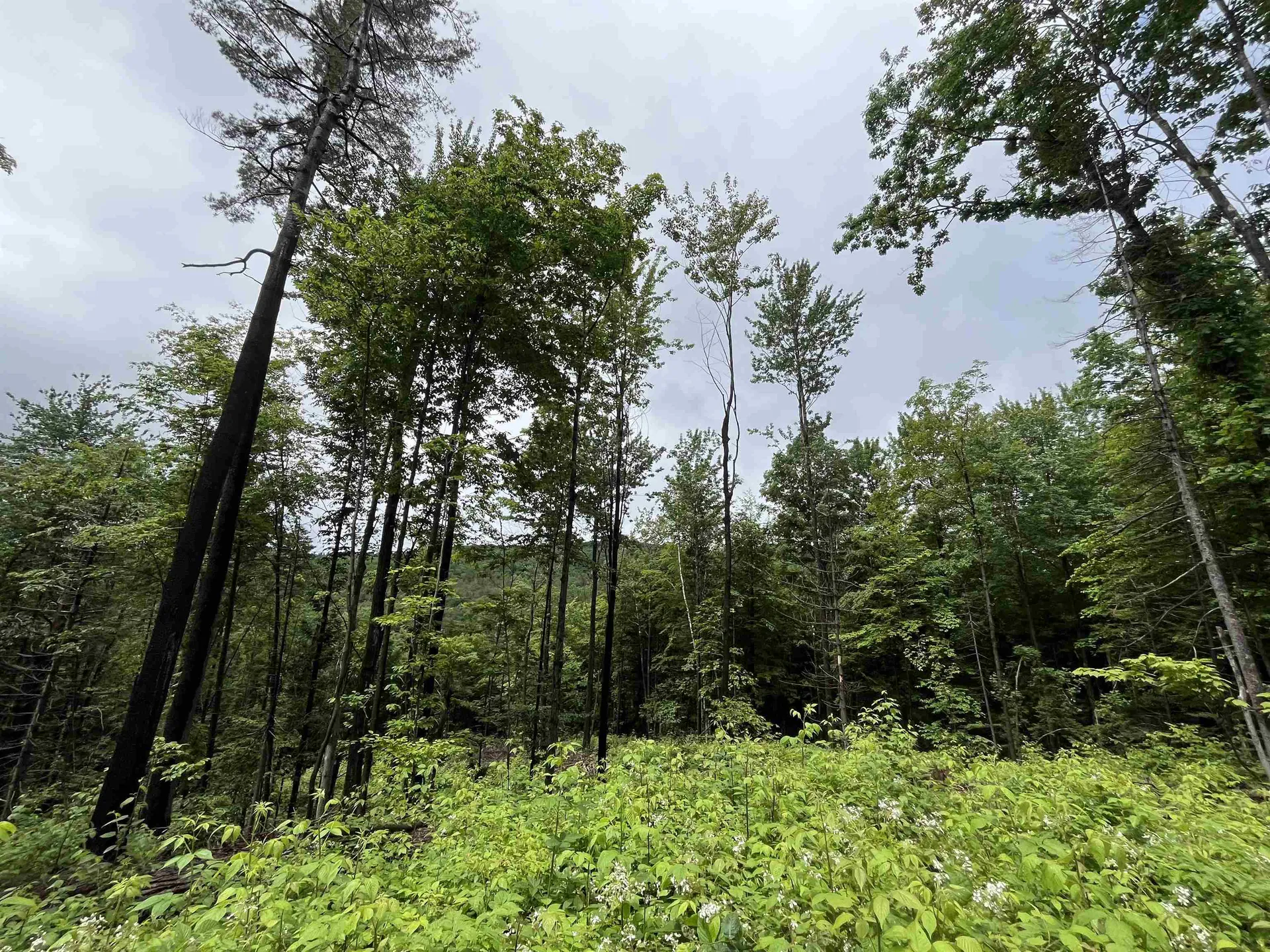 173 Horsenail Road Windham VT 05359