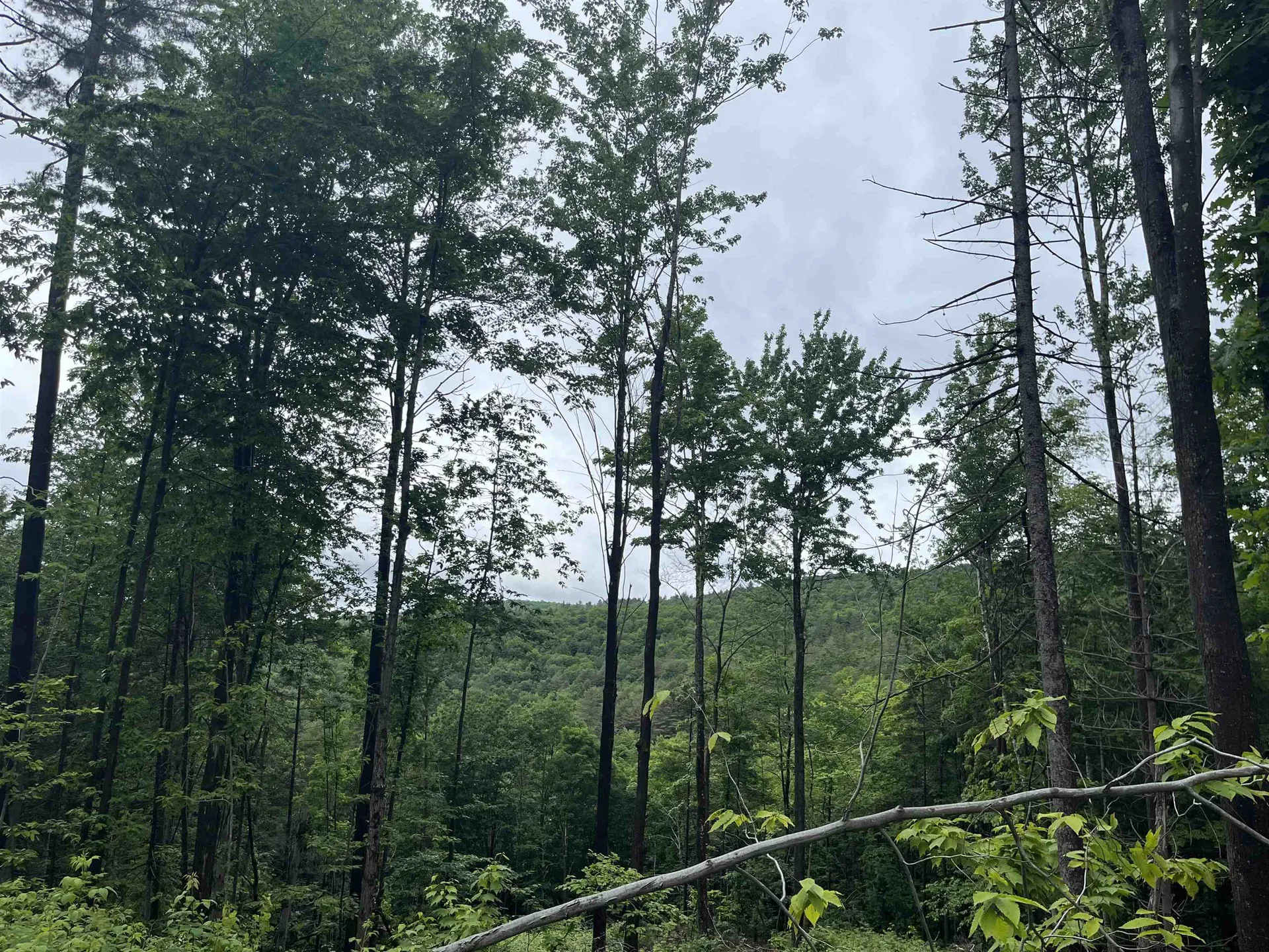 173 Horsenail Road Windham VT 05359