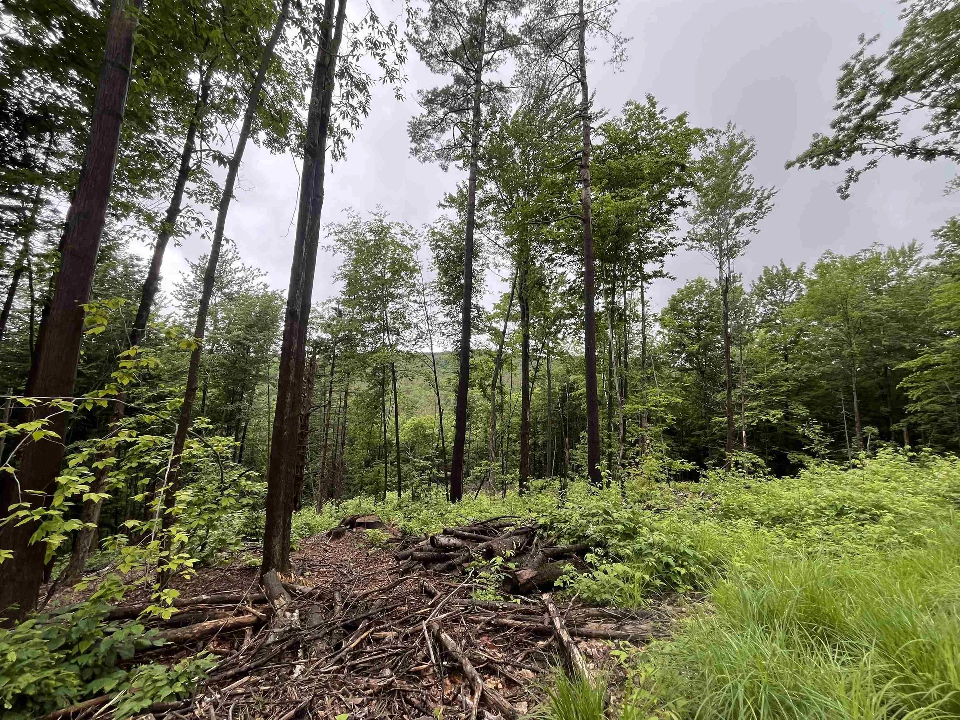 173 Horsenail Road Windham VT 05359