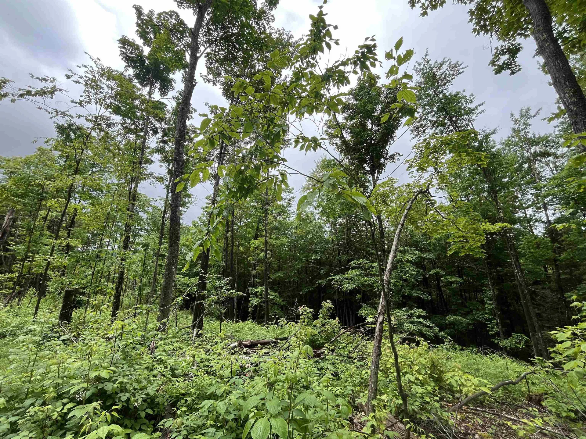 173 Horsenail Road Windham VT 05359