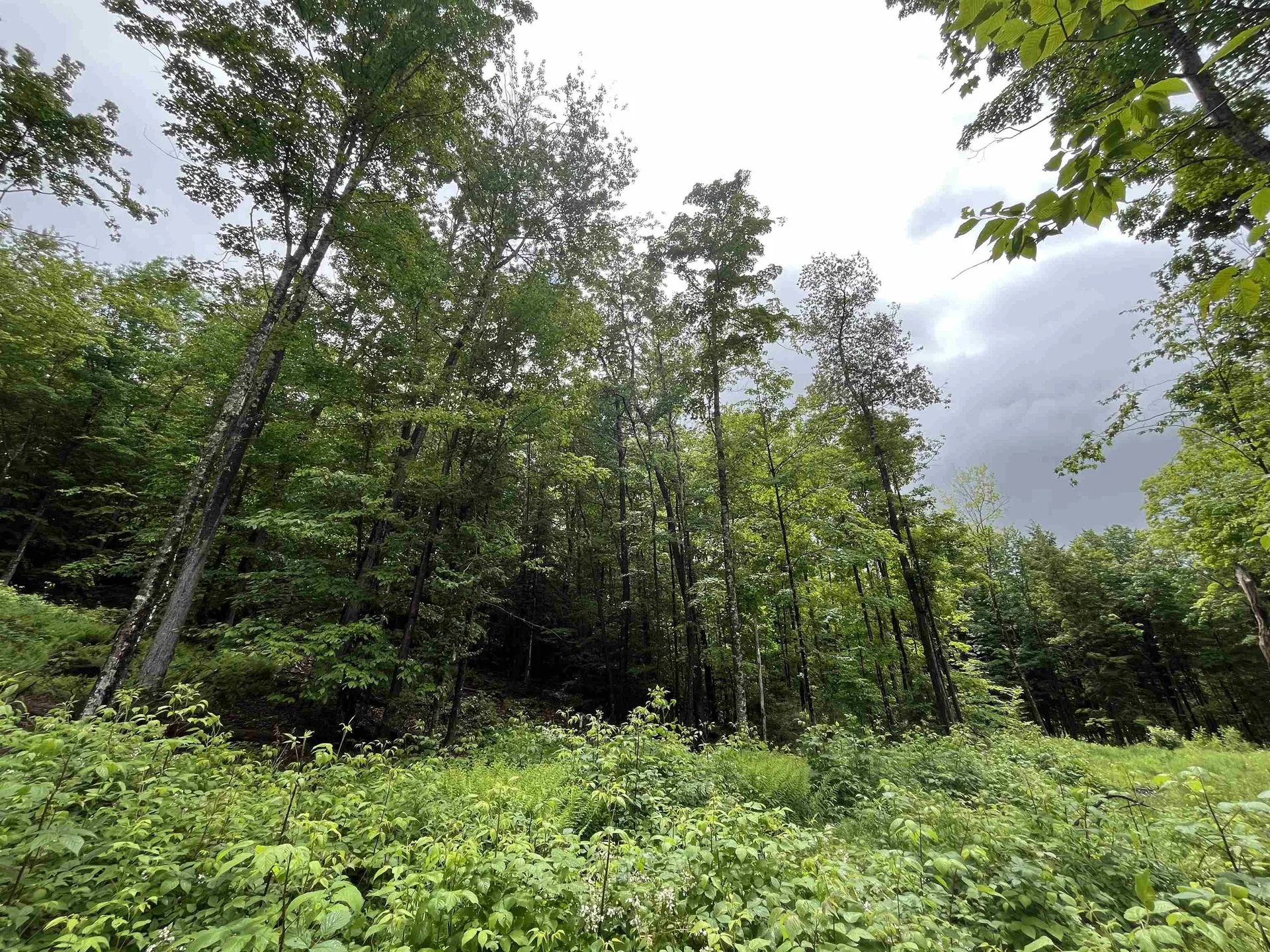 173 Horsenail Road Windham VT 05359