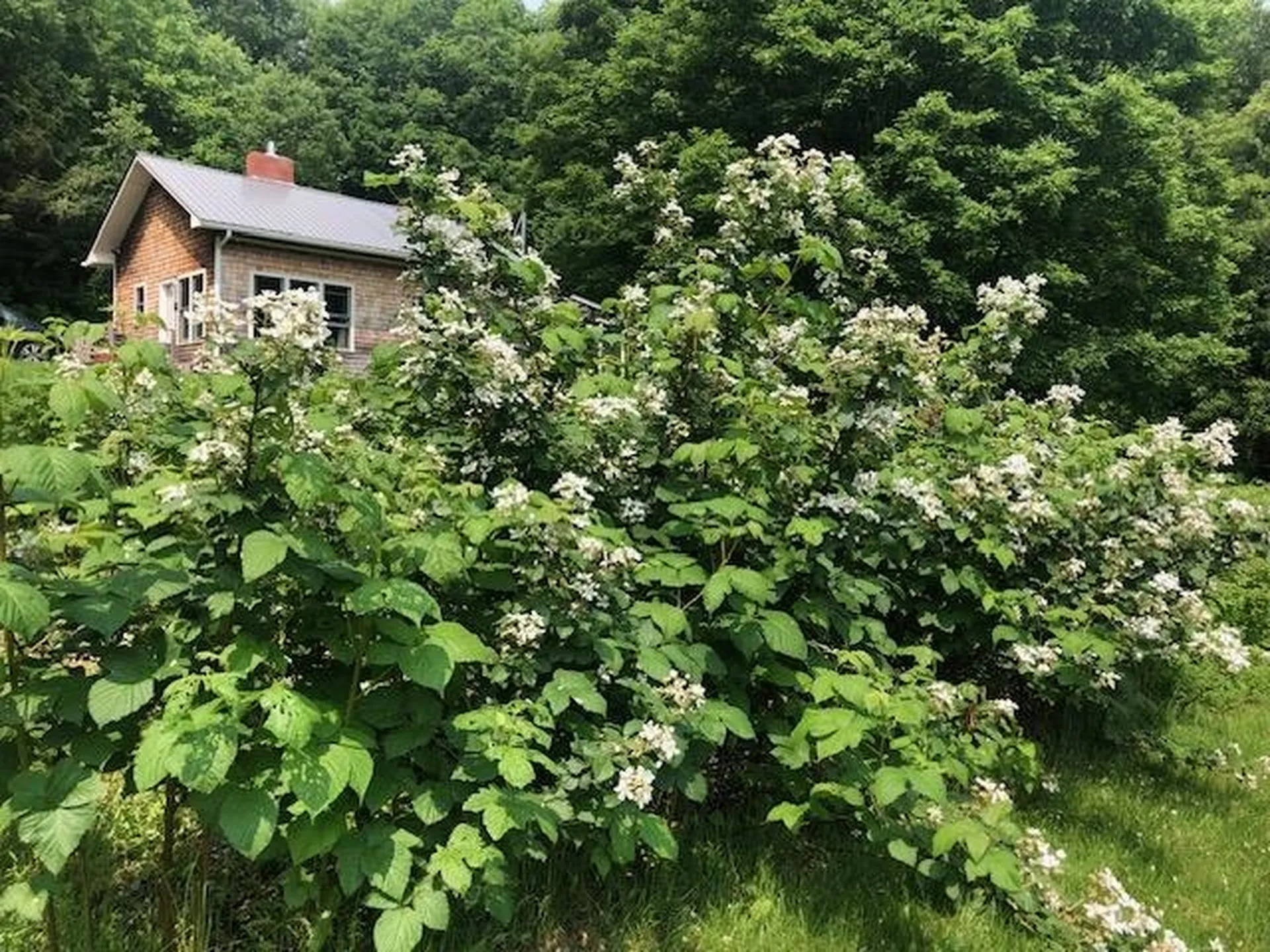 632 West Shore Road Cabot VT 05647-9799