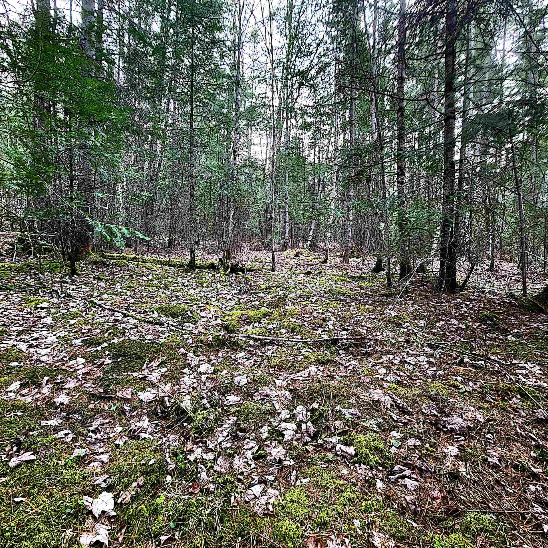 0 Scenic Ridge Road Whitefield NH 03598