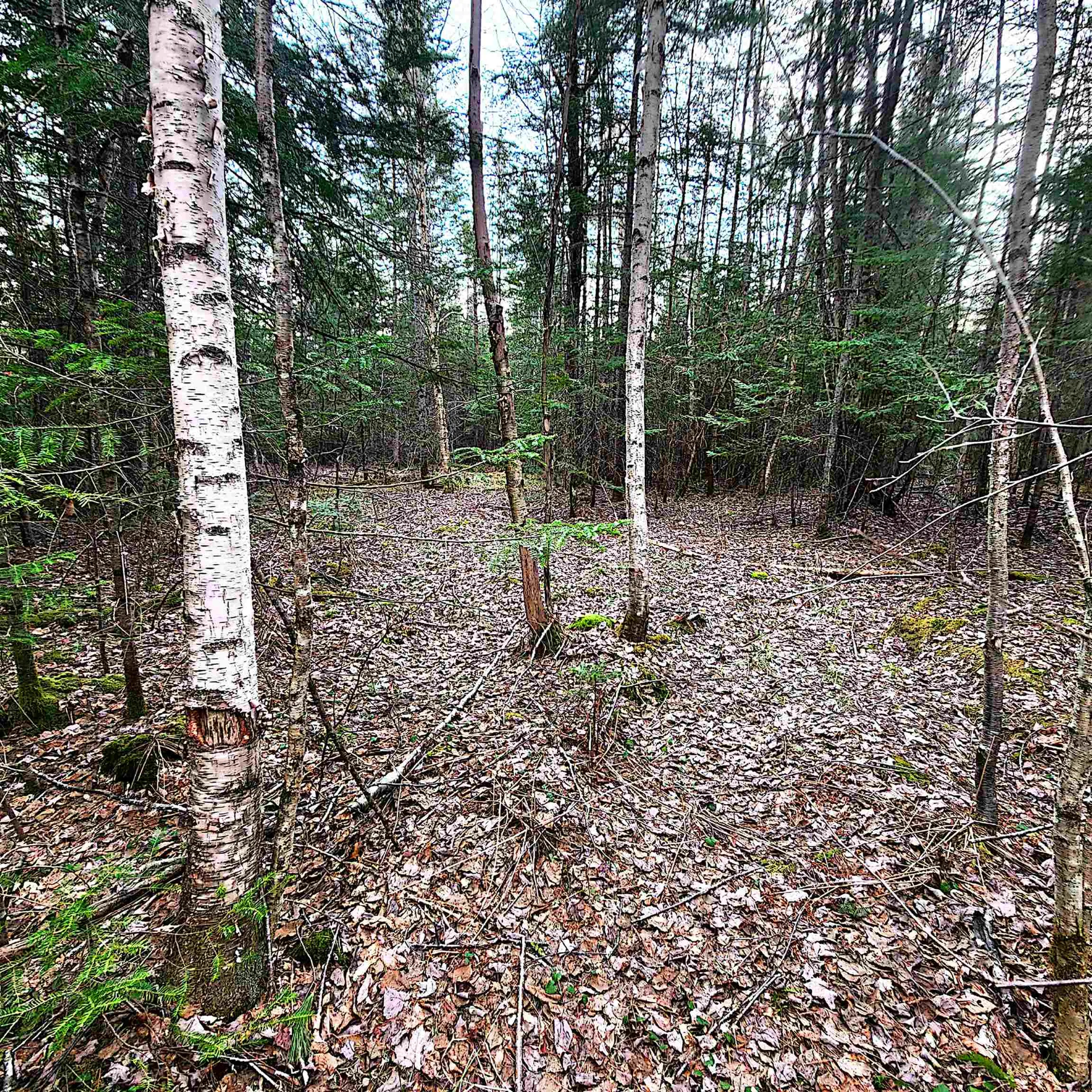 0 Scenic Ridge Road Whitefield NH 03598