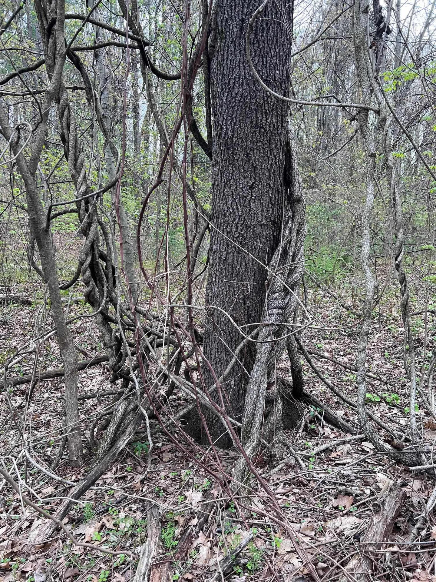 00 Brattleboro Road Hinsdale NH 03451