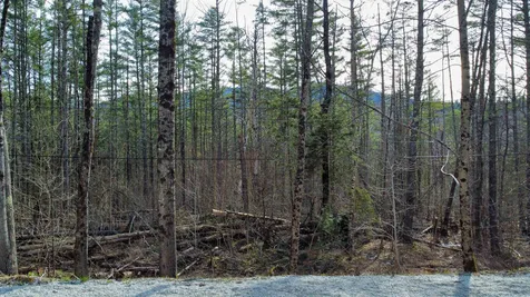 212 Forest Lane Rochester VT 05767