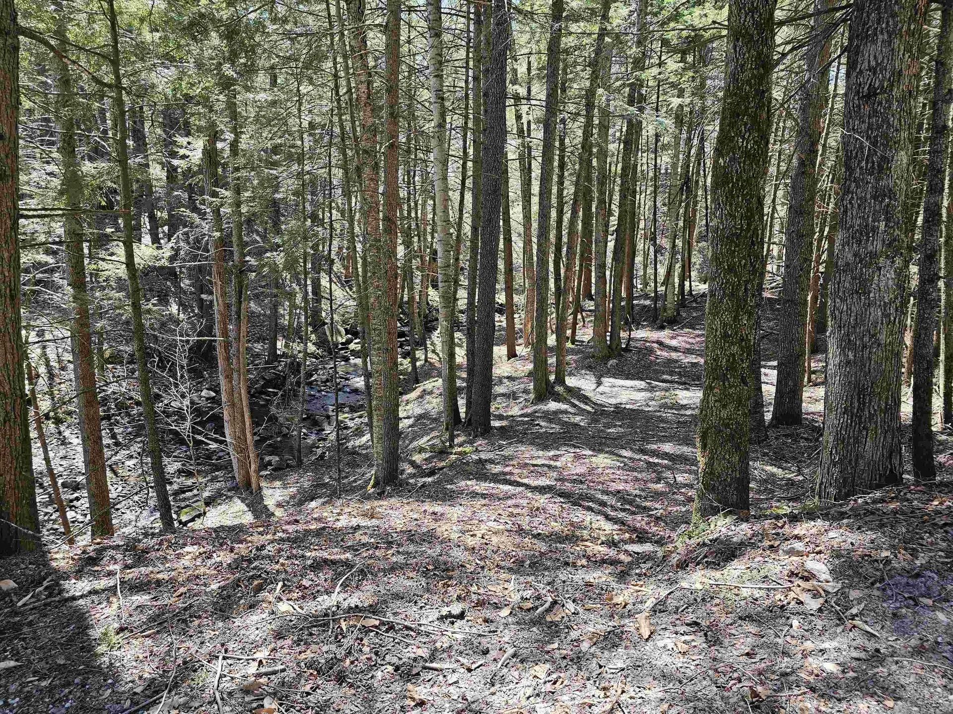 1495 Chester Road Grafton VT 05146