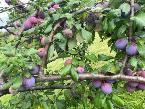 2672 Weybridge Road Weybridge VT 05753