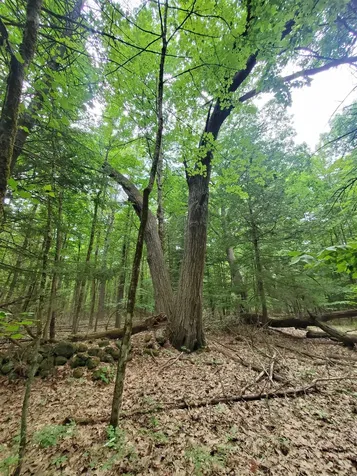 00 Monadnock Highway Swanzey NH 03446