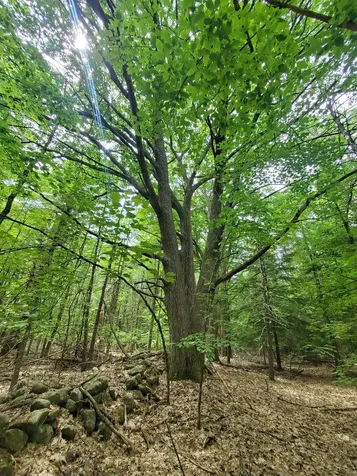 00 Monadnock Highway Swanzey NH 03446