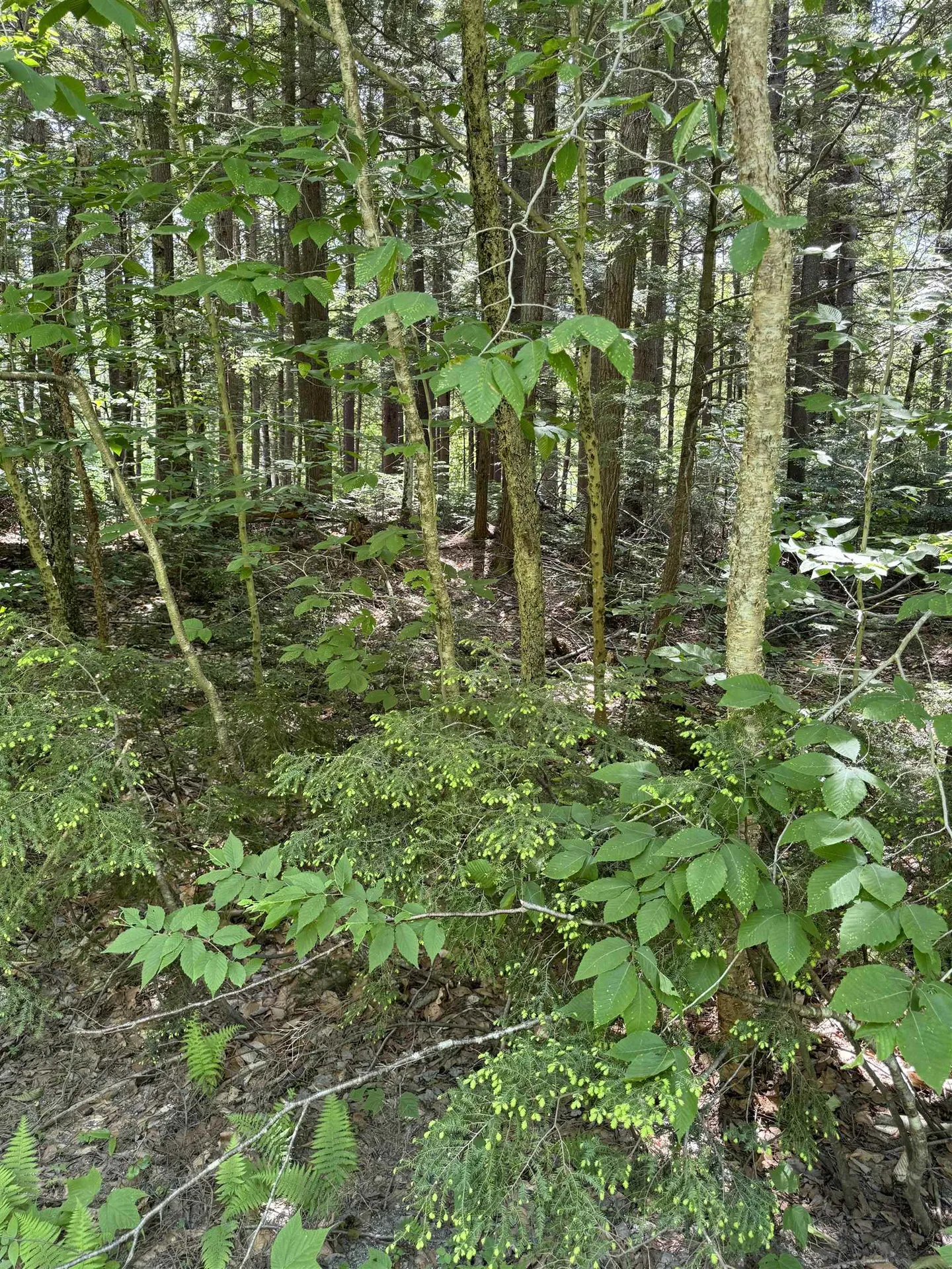 0 Boardman Loop Wardsboro VT 05360