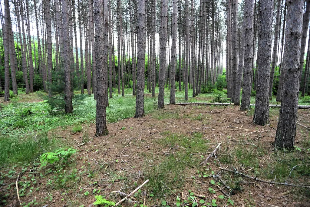 524 Five Mile Square Road Brighton VT 05846