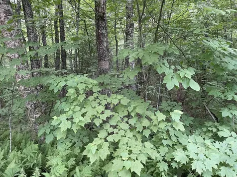 0 Snell Road Chester VT 05143