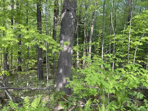 0 Snell Road Chester VT 05143