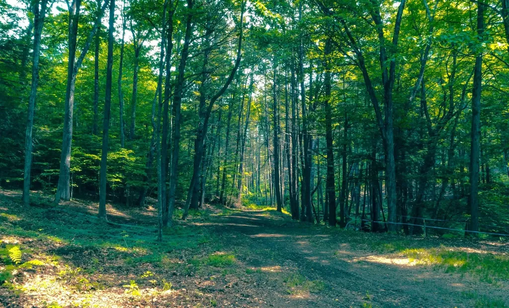 320 Green Mountain Camp Road Dummerston VT 05301