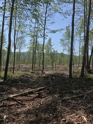 56 Bear Hollow Road Grafton NH 03240