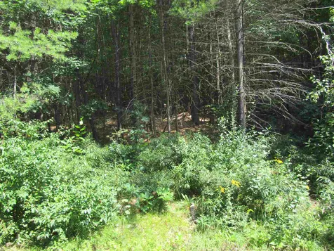 32 Harold Avery Road Ashland NH 03217