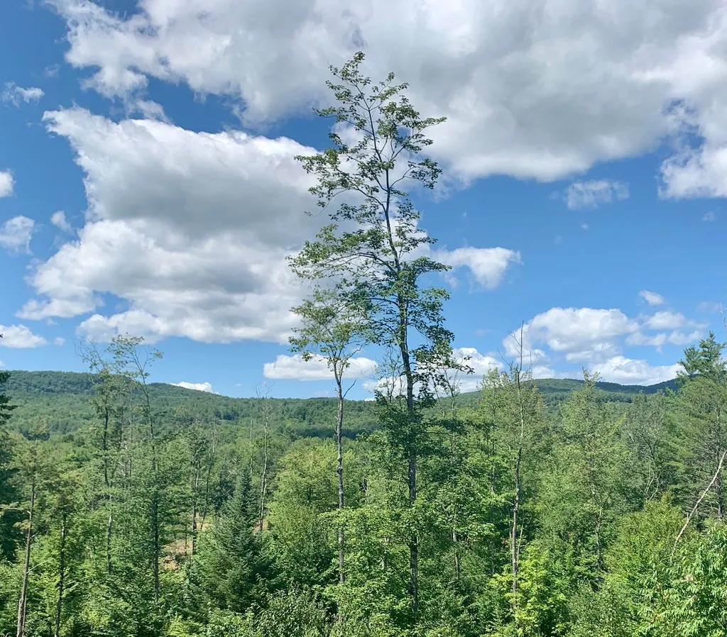 202 Robbins Cross Road Ripton VT 05766