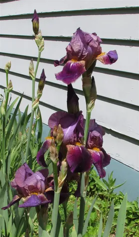 96 Edward Heights Brattleboro VT 05301