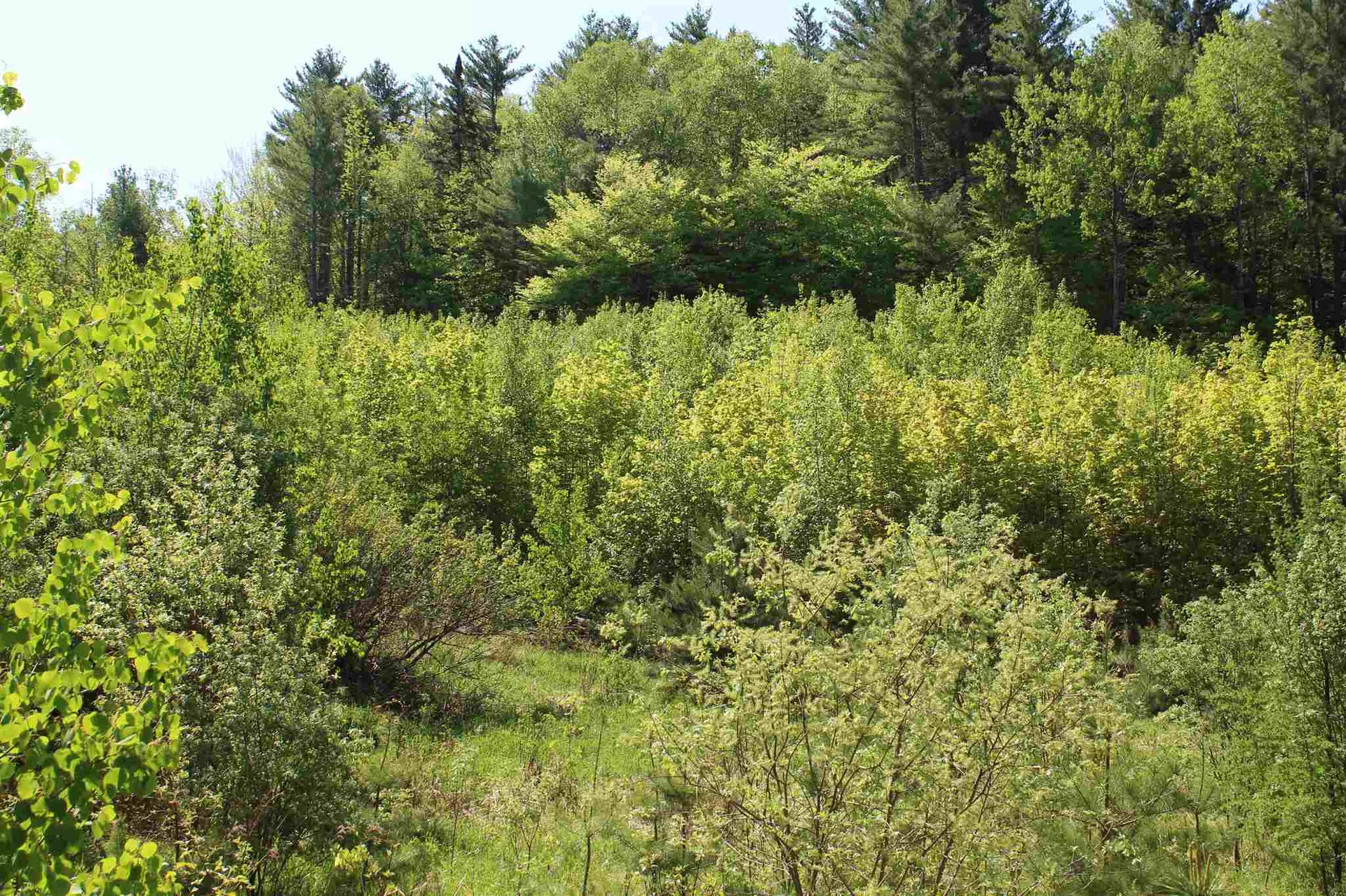 Tbd Fuller Road Newbury VT 05051