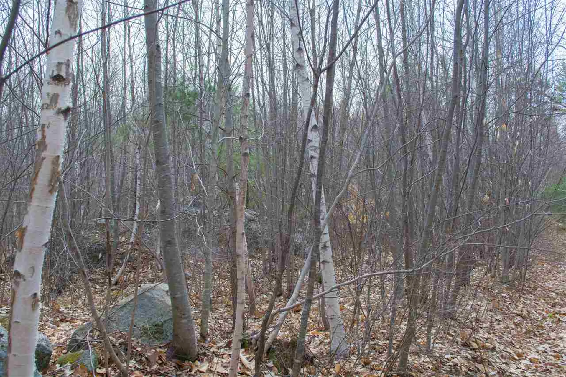 5 Shattigee Road Chester NH 03036