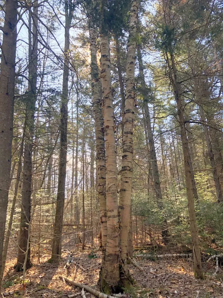 Vt Route 155 Mount Holly VT 05758