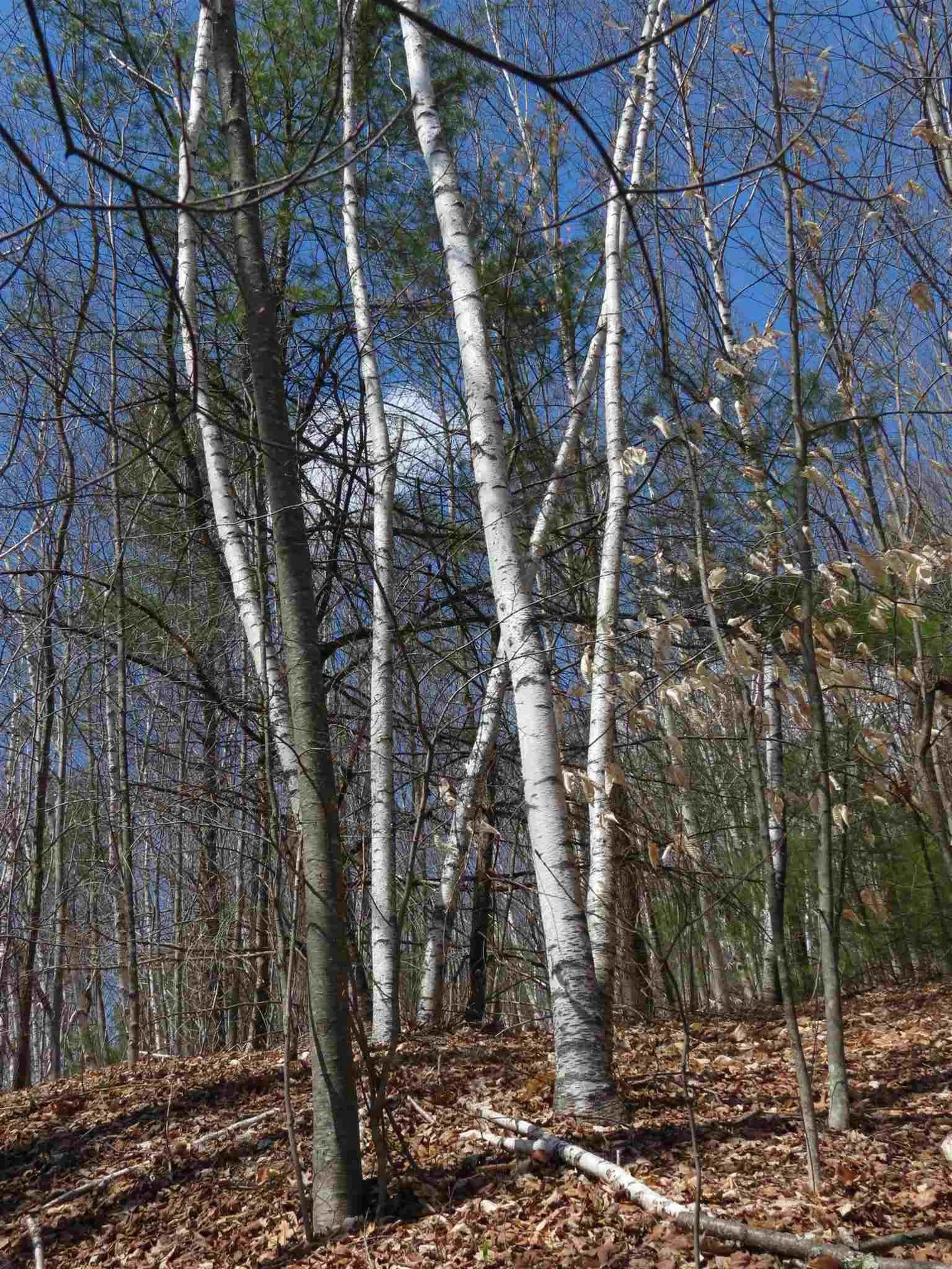 217 Rochester Road Northwood NH 03261
