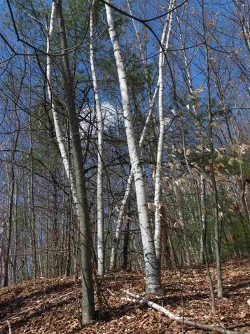 217 Rochester Road Northwood NH 03261