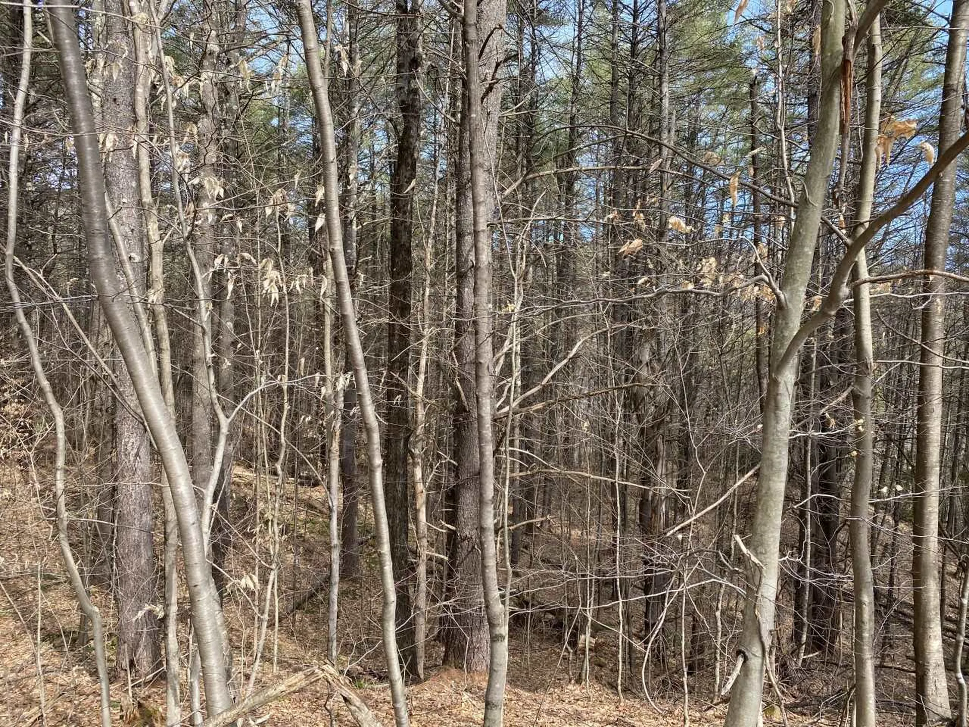 Sugar Lot Lane Jamaica VT 05343