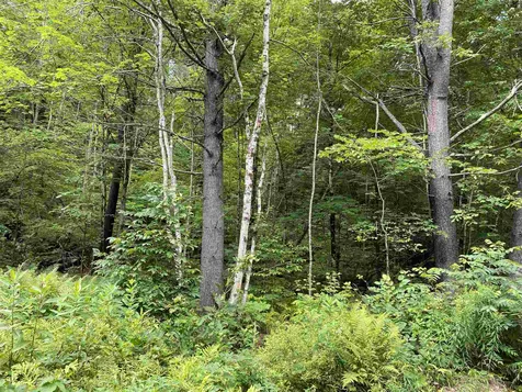 Sugar Lot Lane Jamaica VT 05343