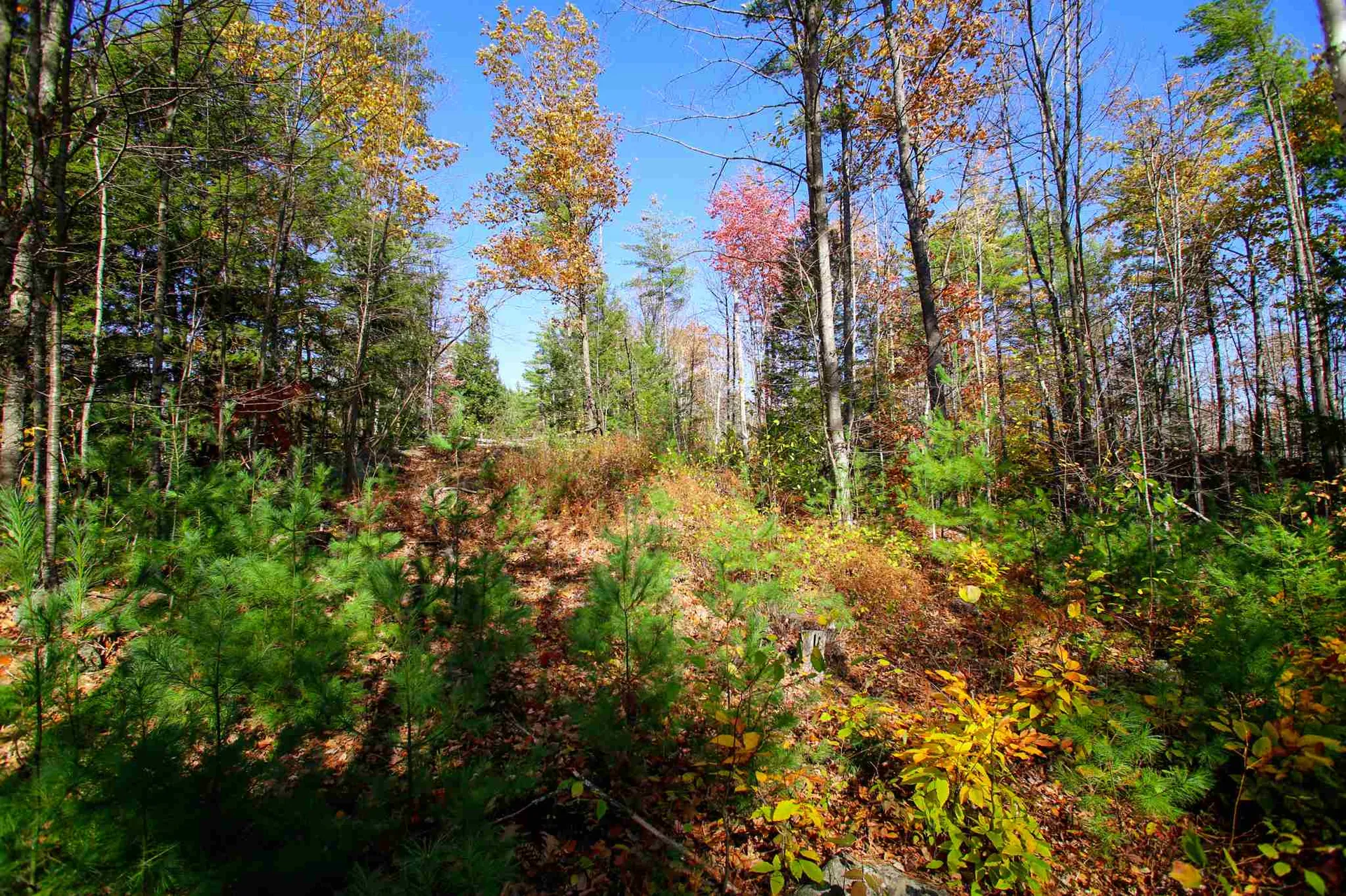 203 Porter Road Plainfield NH 03781