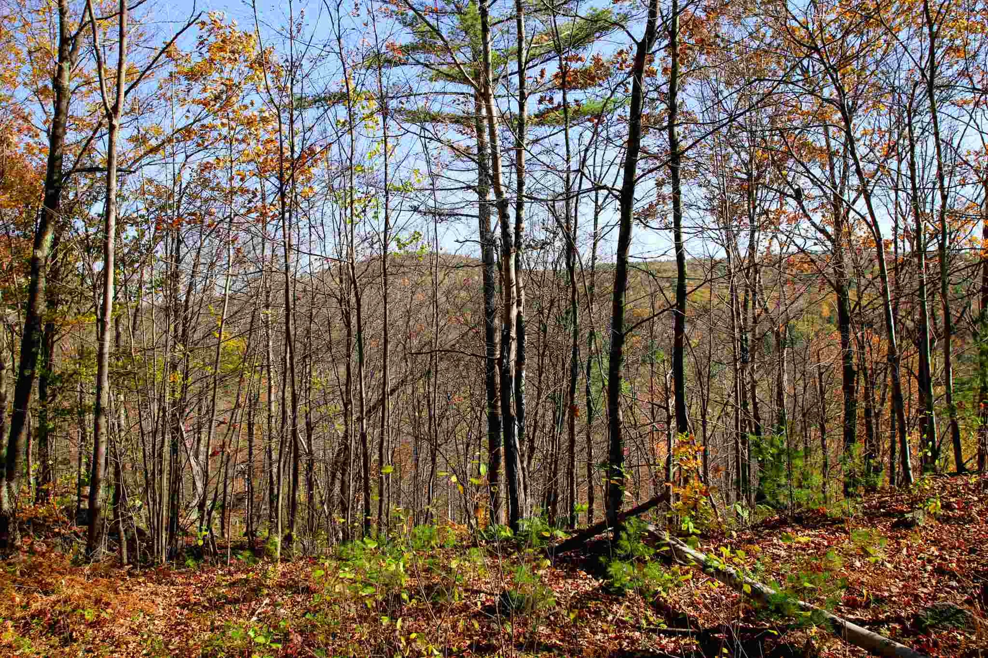 203 Porter Road Plainfield NH 03781