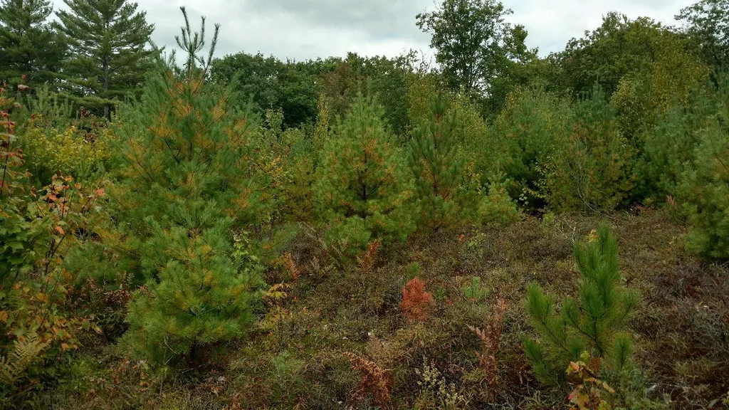 448 Old Bennington Road Greenfield NH 03047