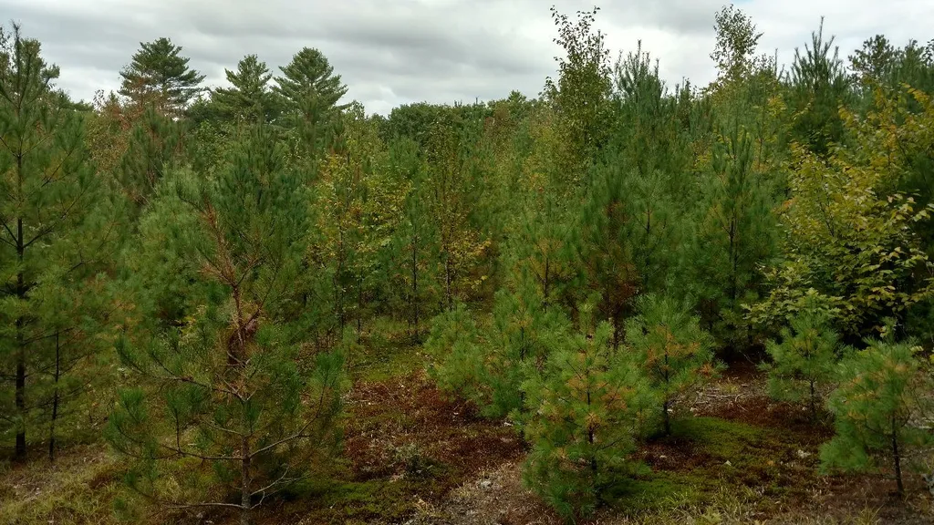 448 Old Bennington Road Greenfield NH 03047