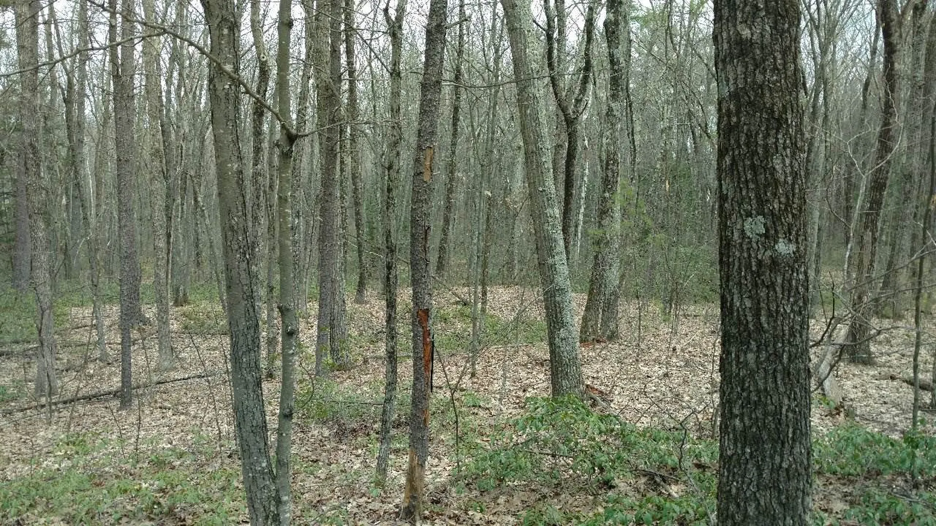 49-2 Crestwood Lane Milford NH 03055