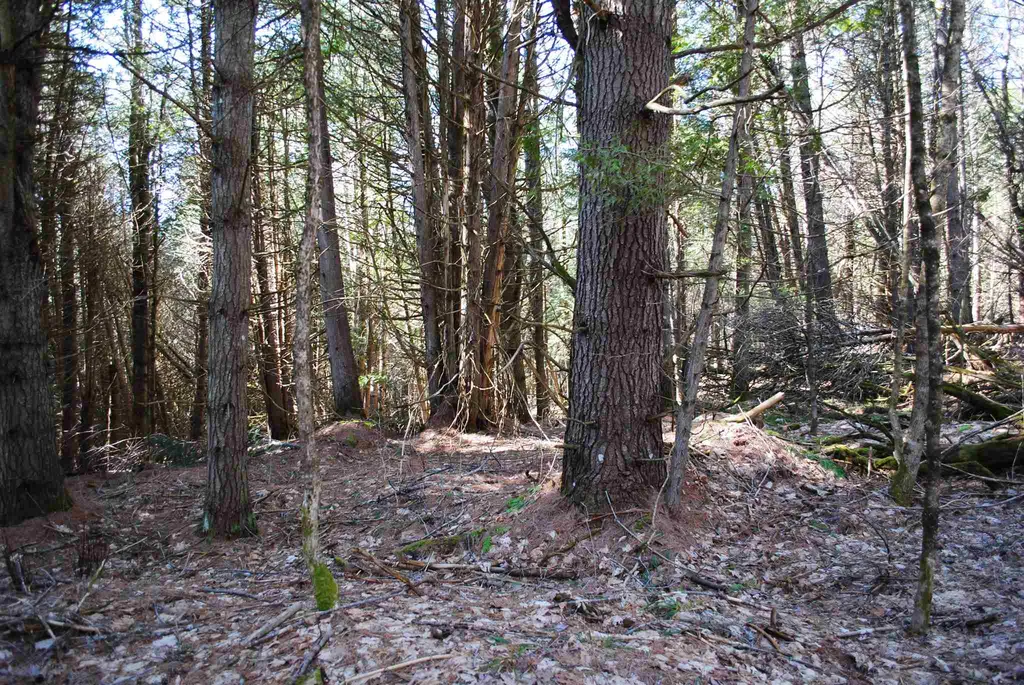 369 Morses Mill Road Danville VT 05828