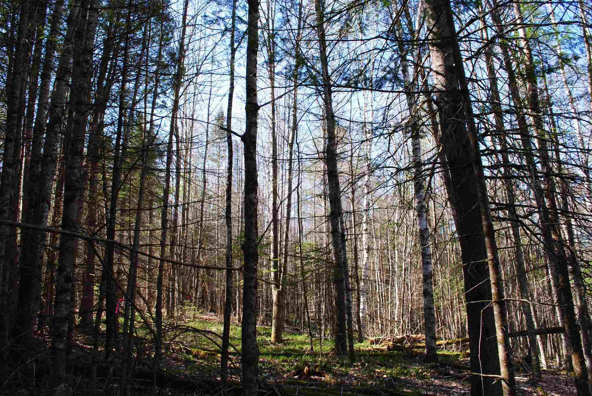 369 Morses Mill Road Danville VT 05828