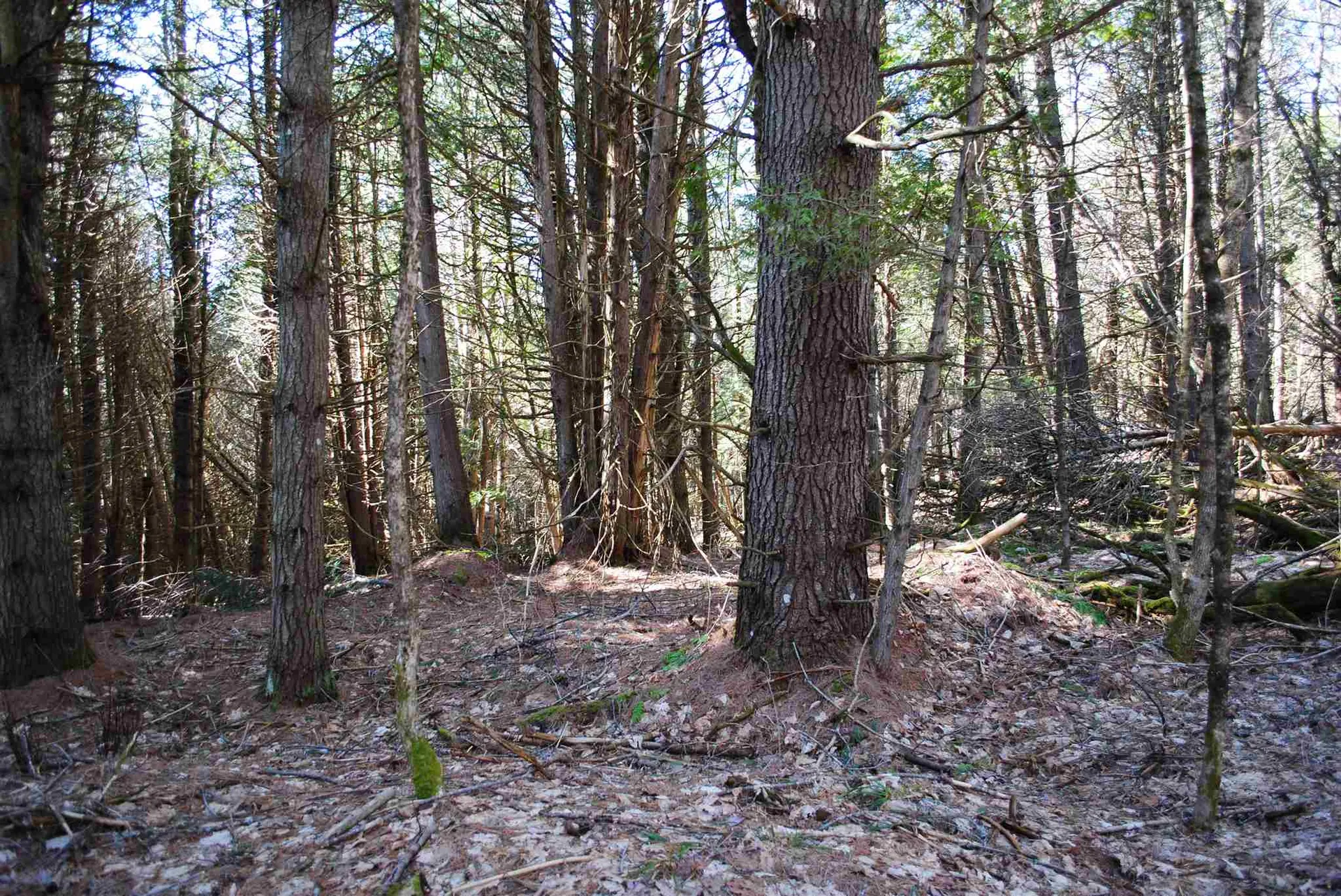 369 Morses Mill Road Danville VT 05828
