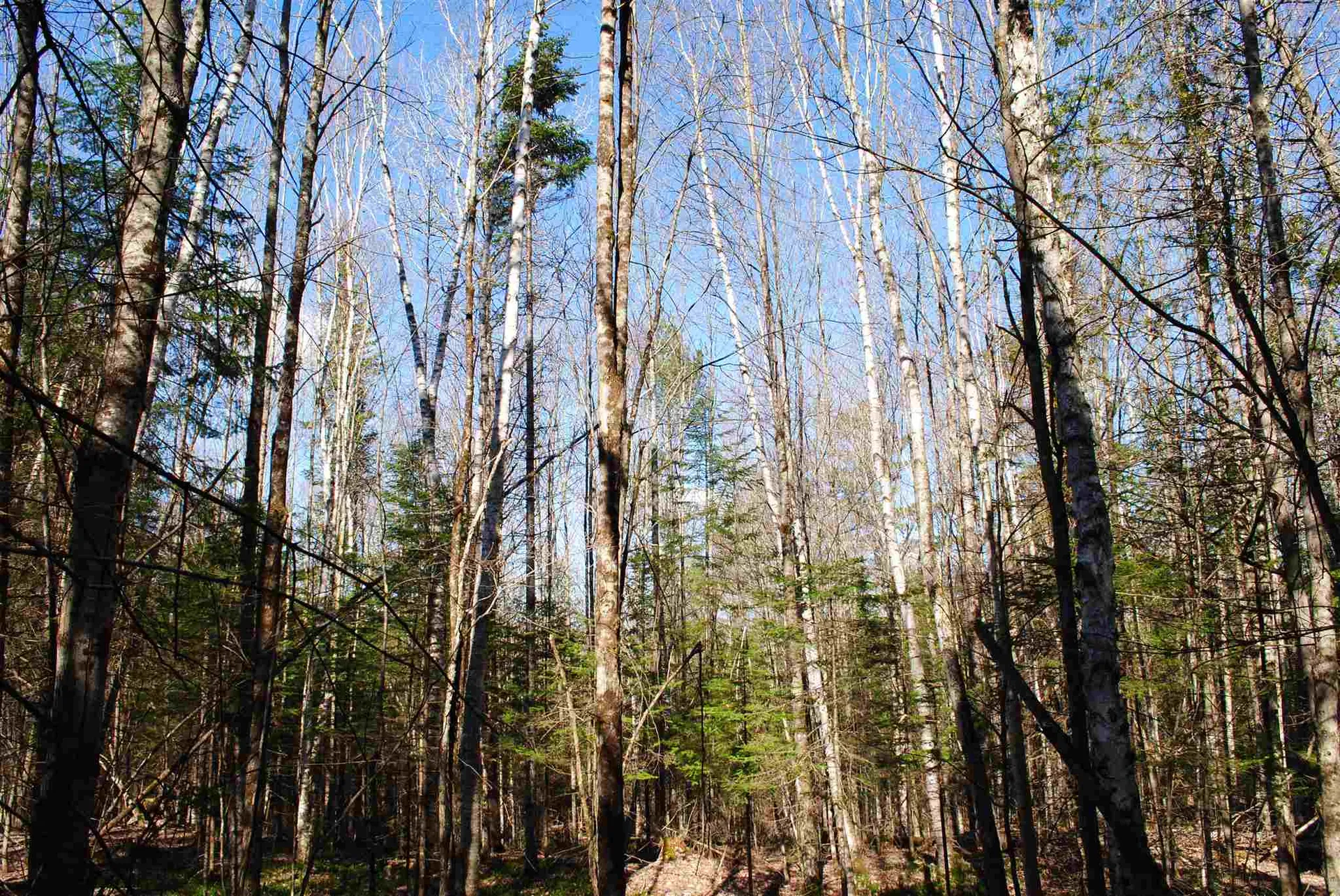 369 Morses Mill Road Danville VT 05828