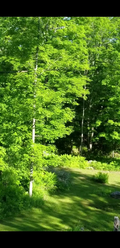 128 Shurtleff Lane Woodstock VT 05091