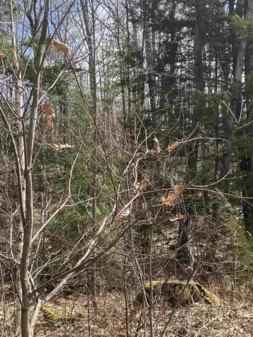 46 Fullam Pond Road Winchester NH 03470